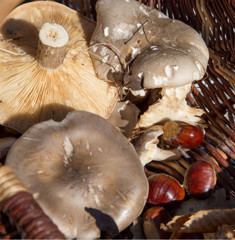 Festival Ventoux Saveurs : Champignons en fte