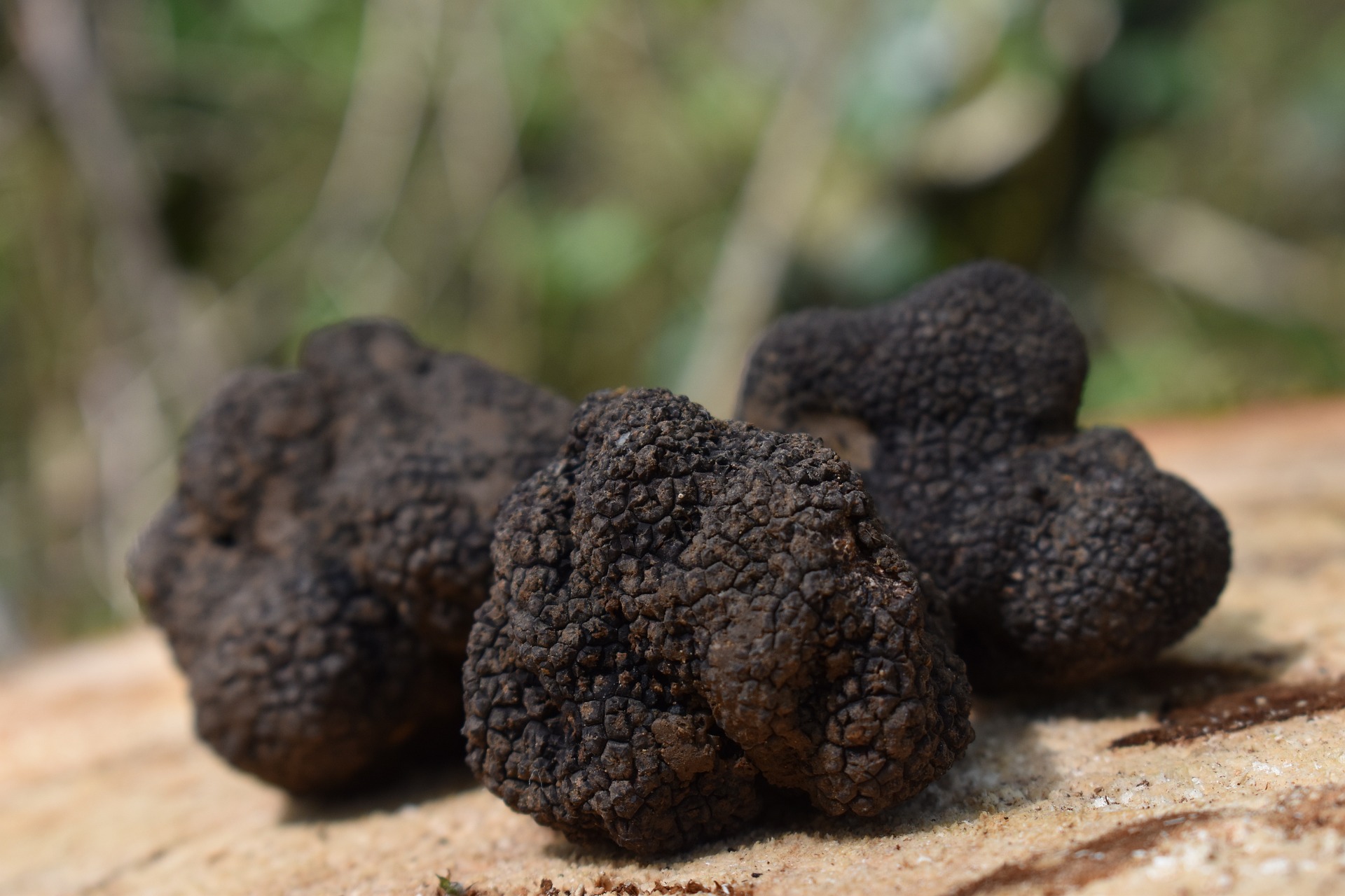Fte de la truffe : march aux truffes et produits du terroir