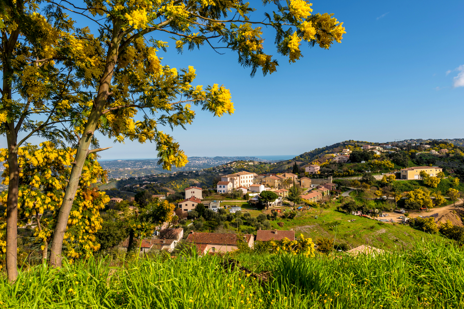 Excursion Mimosa en autocar - partez dcouvrir les massifs en fleurs
