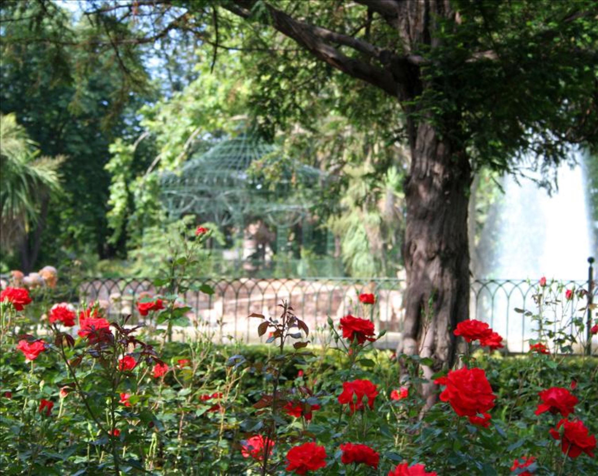 Le Pradet Ct Jardin : foire aux plants