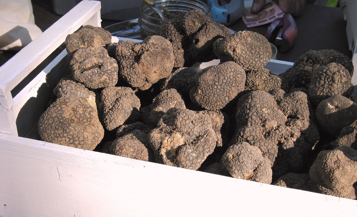 March  la truffe noire