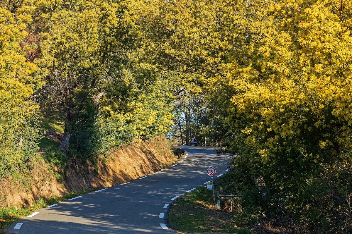 Excursion en Autocar : Du Mimosa au Parfum