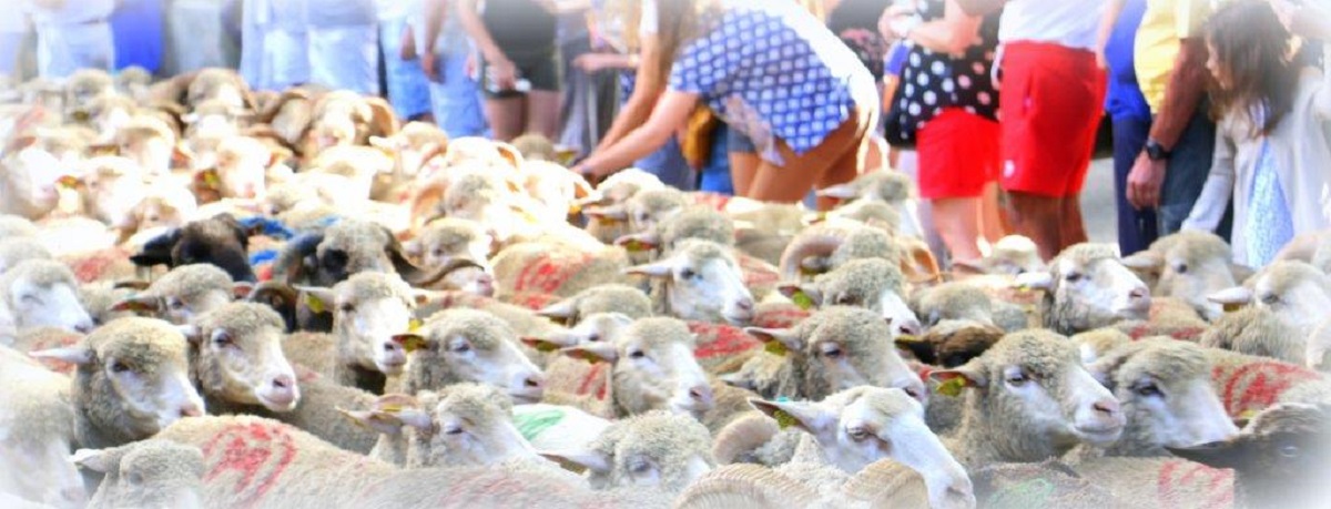 F�te de la Transhumance