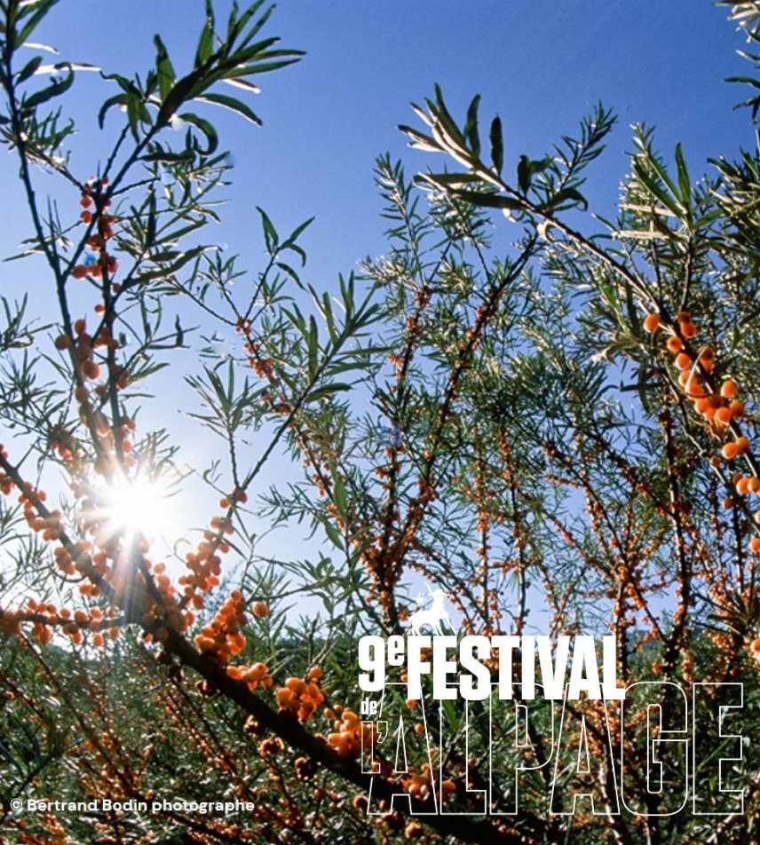 Festival de l'Alpage : Visite des cultures d'argousier d'Altiflore