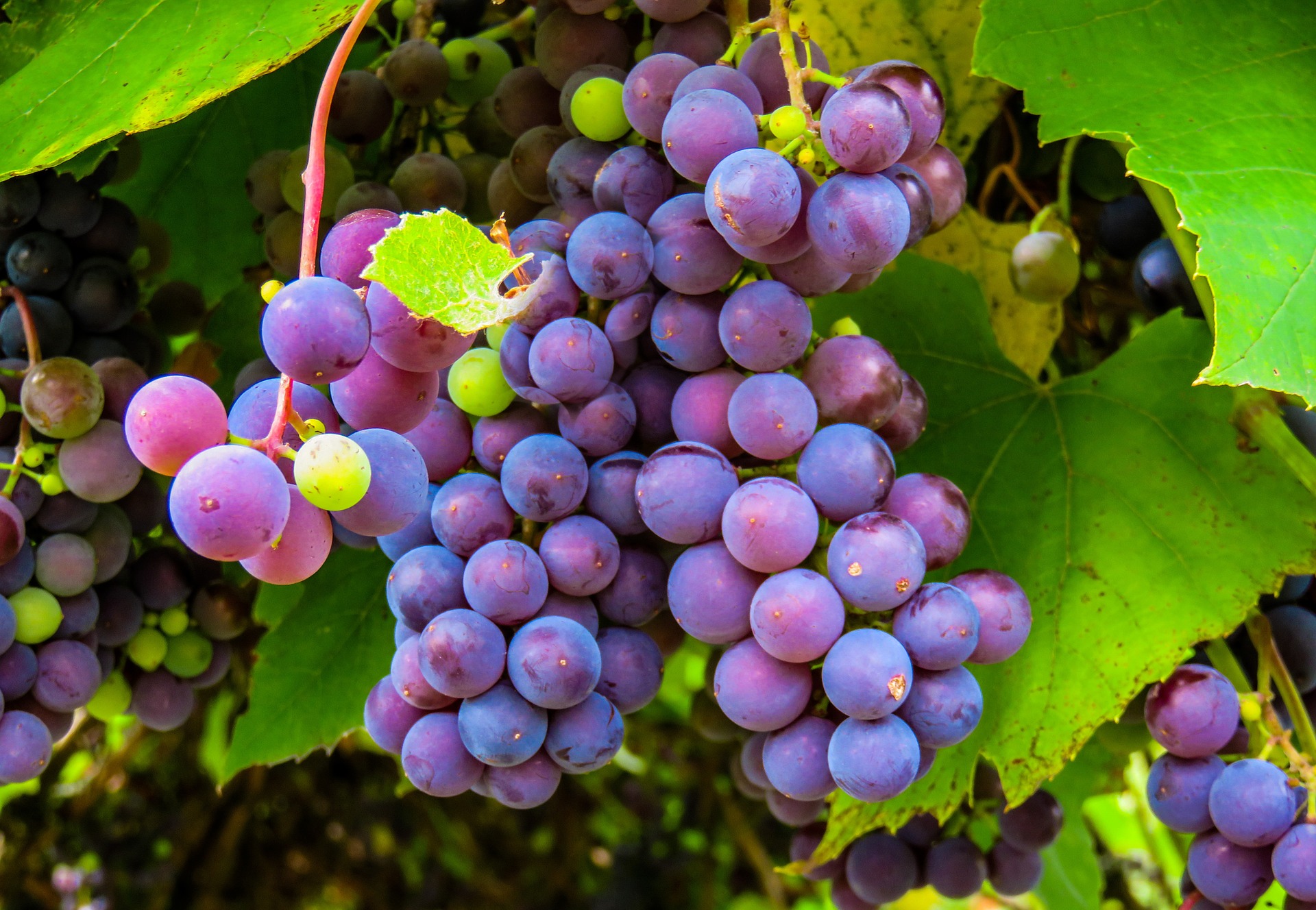 Fte des vendanges