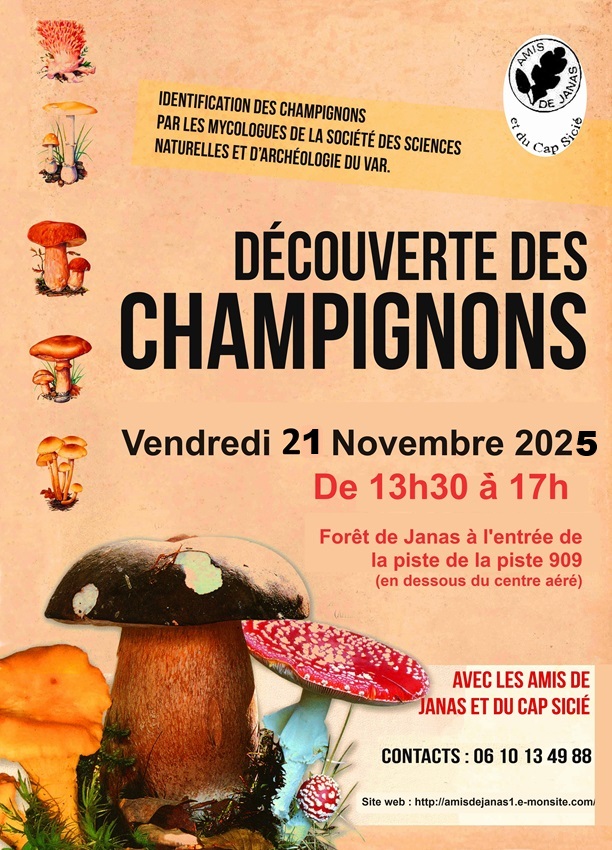 Dcouverte des champignons