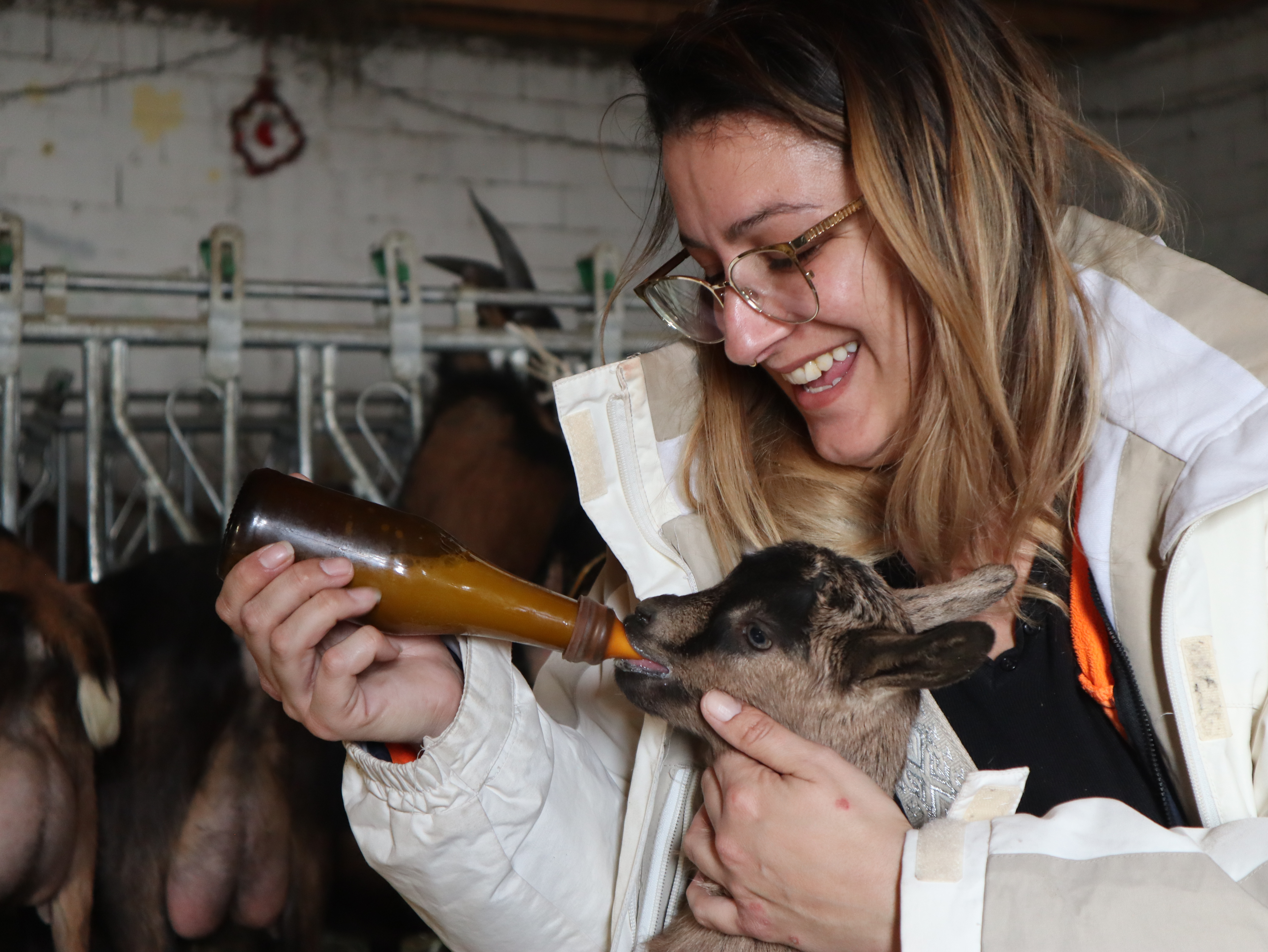 La tte des chevreaux