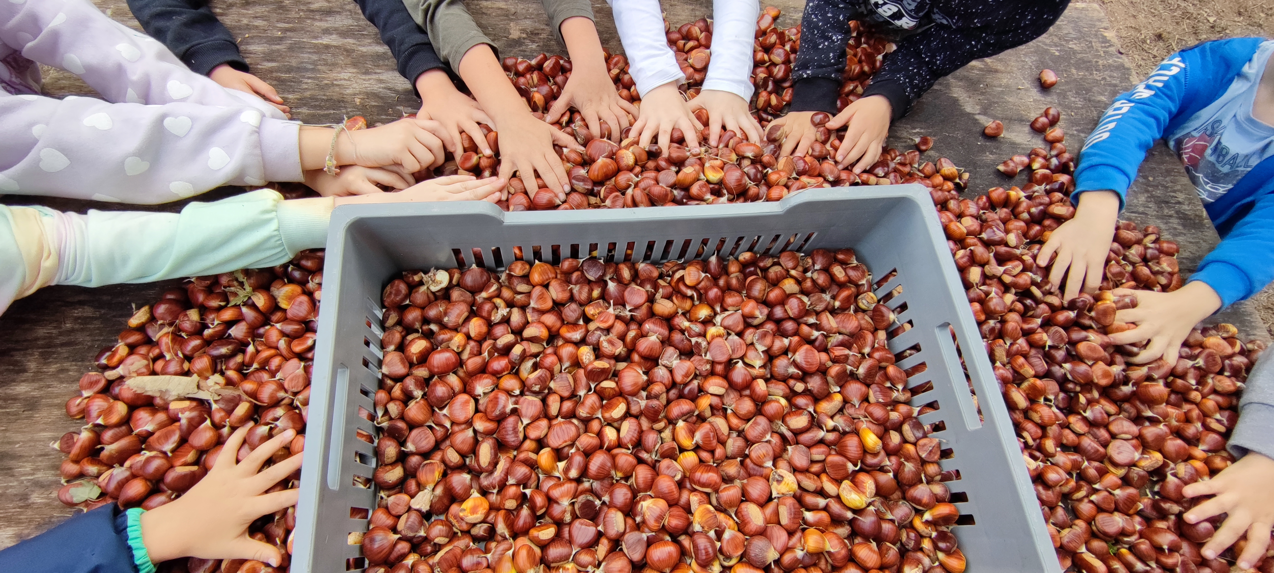 Atelier du petit castaniculteur  la Chtaigneraie Godissard