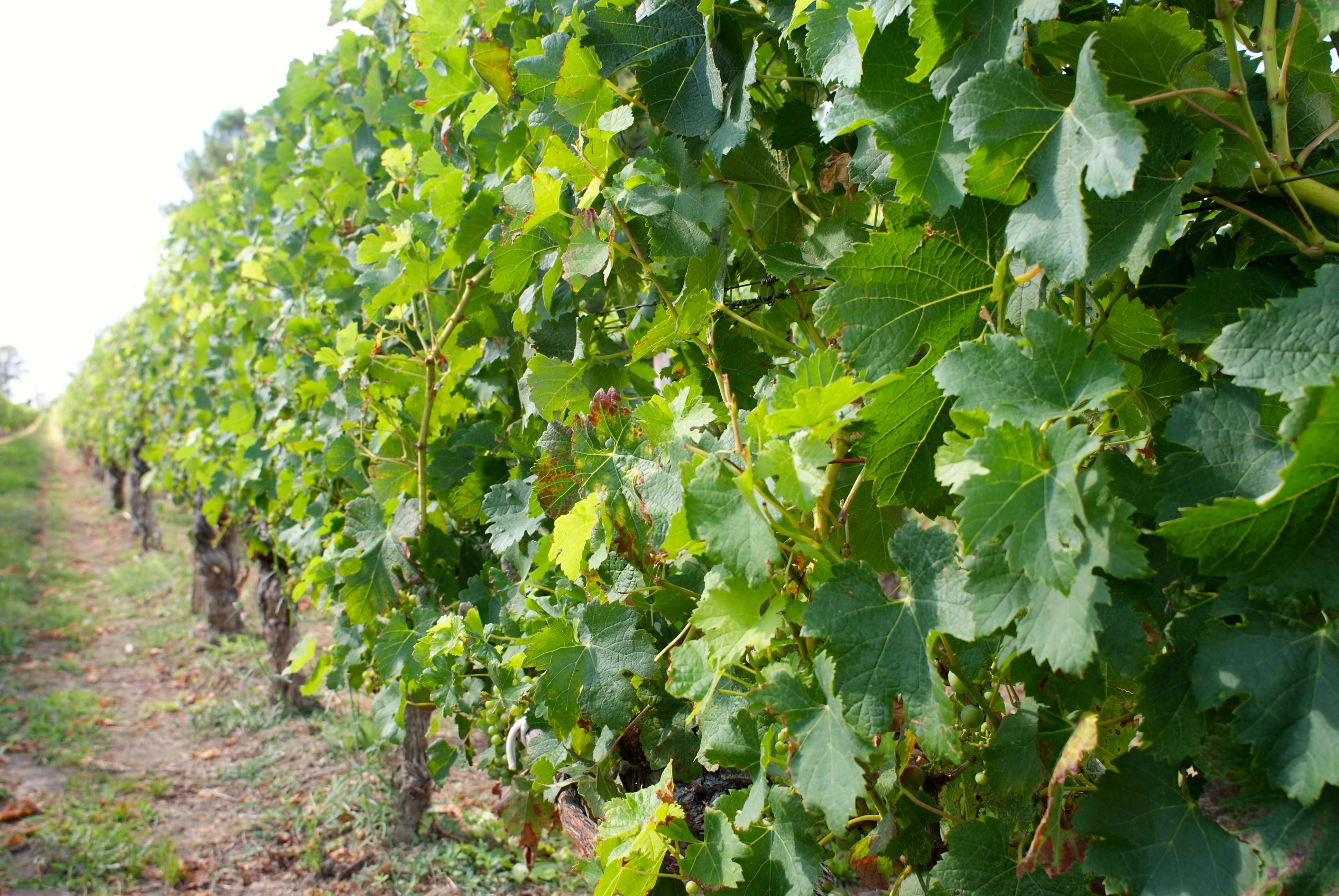 Balade vigneronne Julien de l'embisque