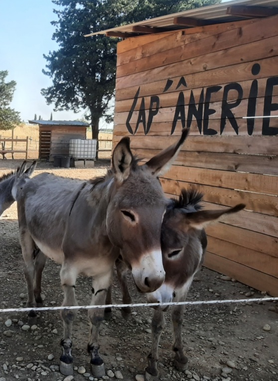 Visite  la ferme  Lap'nerie