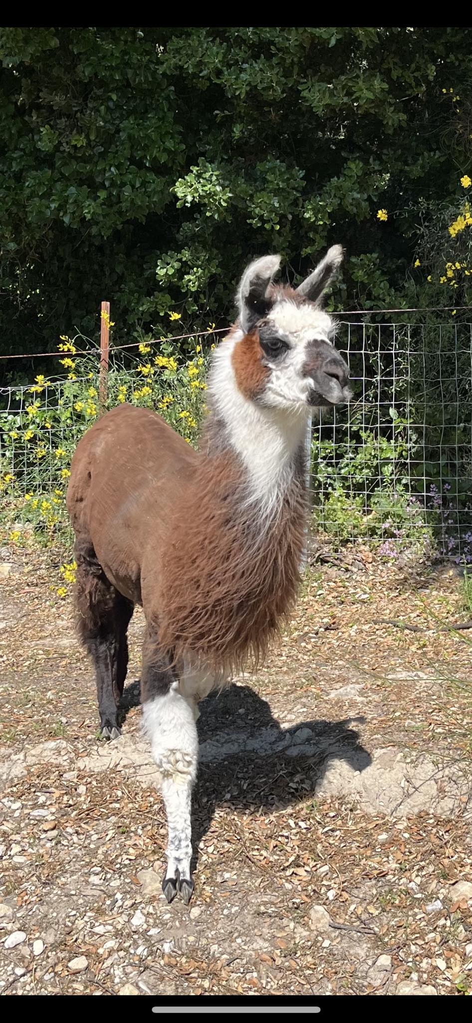 Visite  la ferme d'Acatama - Lamas alpagas