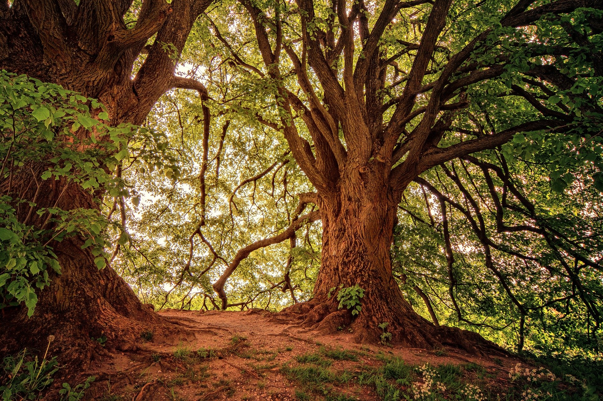 L'arbre � paroles des enfants