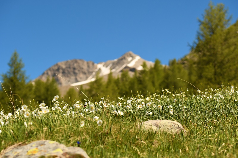 Fleurs ordinaires et extra-ordinaires