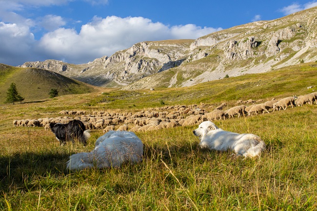 Rencontre Pastoralisme avec Mathilde, bergre au col de Rabou