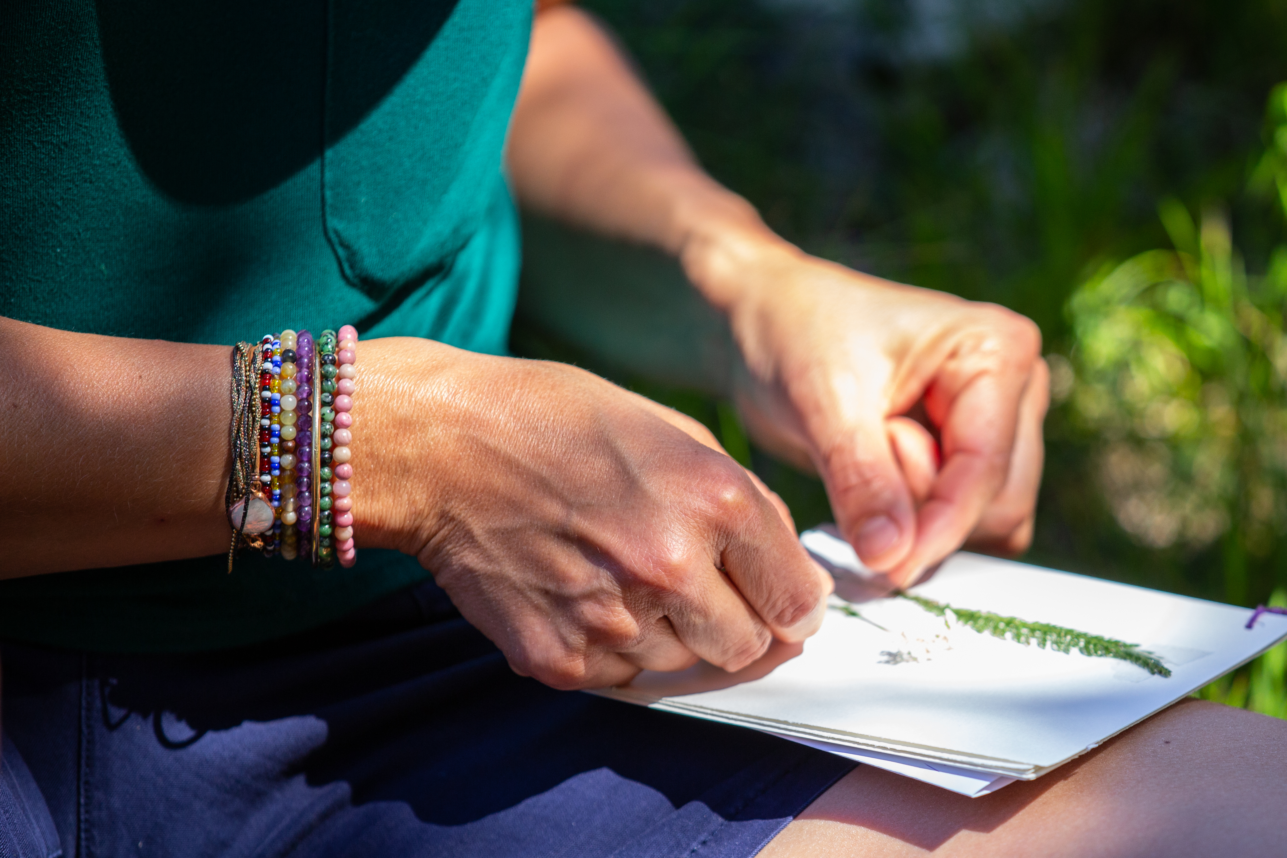 Zen Agritude : Cueillette autour des jardins et r�alisation d'un herbier