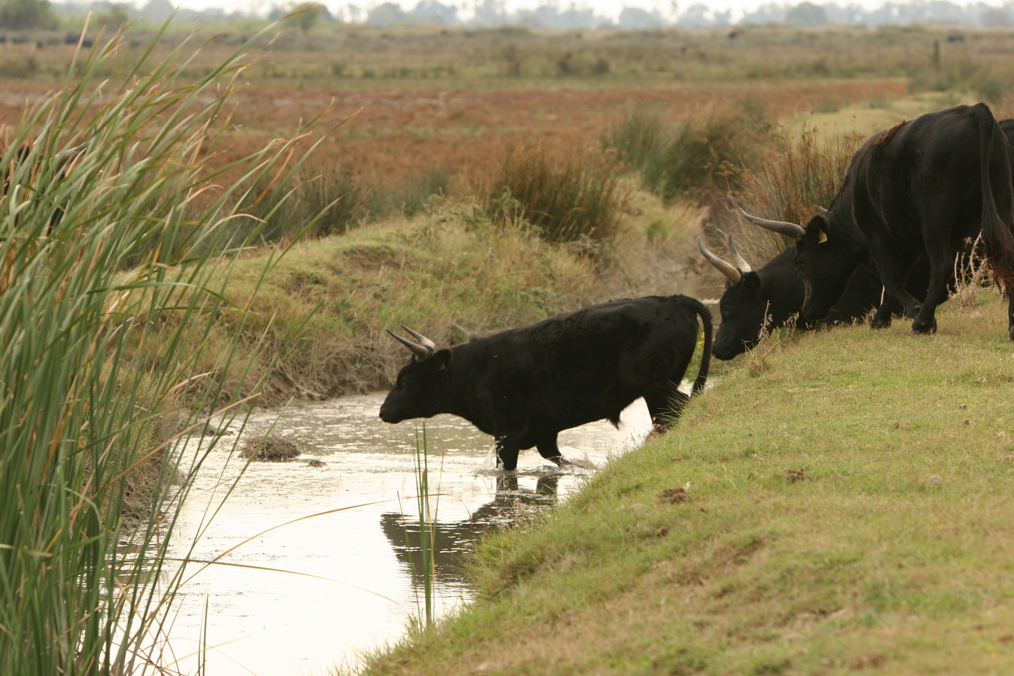 Journ�e  de la Manade Raynaud