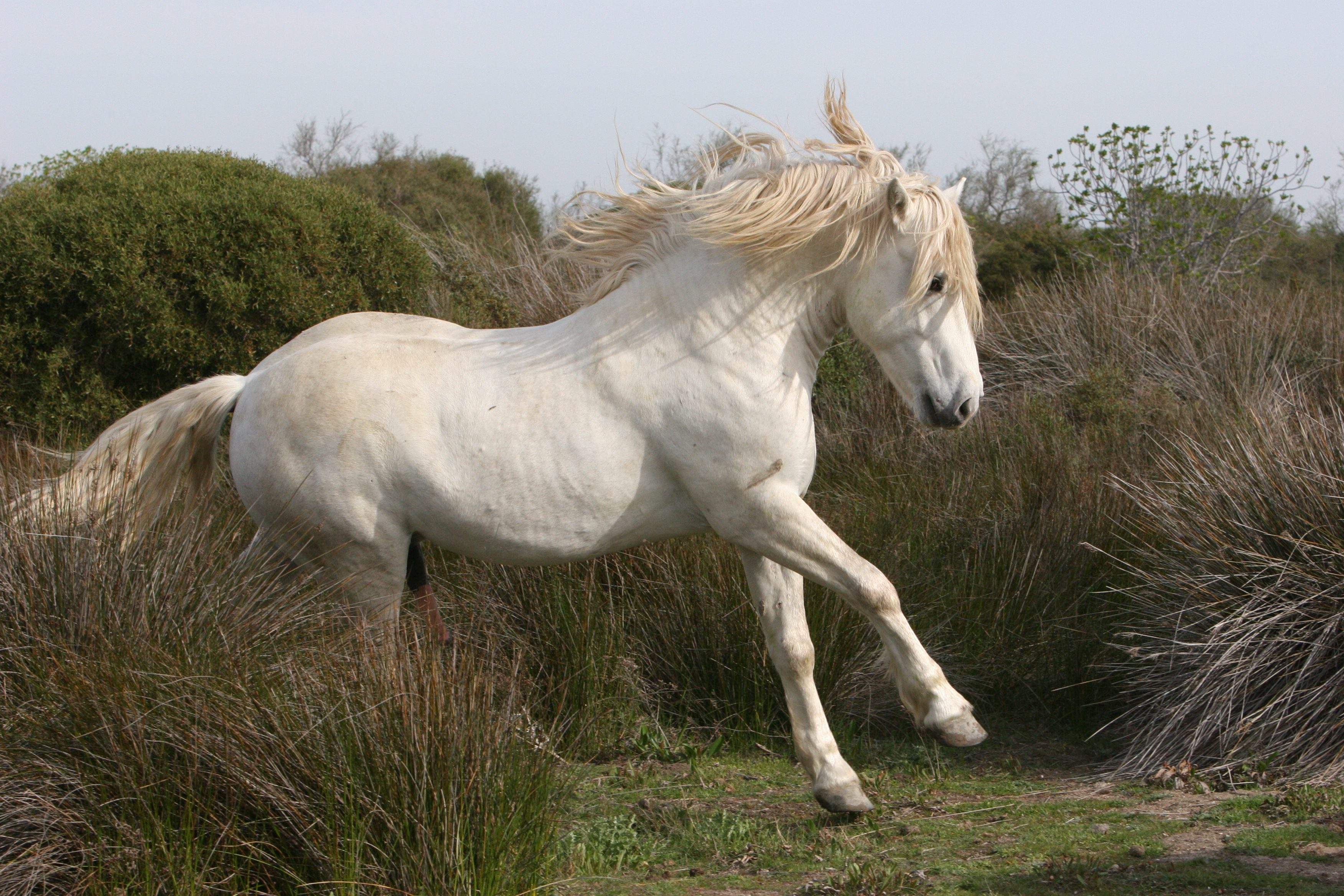 Championnat du cheval de race Camargue