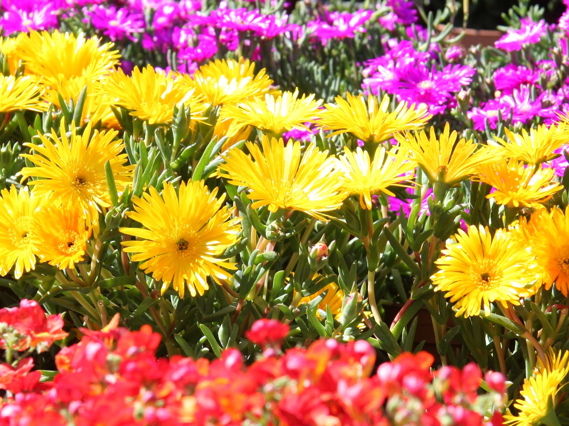 29�me f�te des plantes et des fleurs