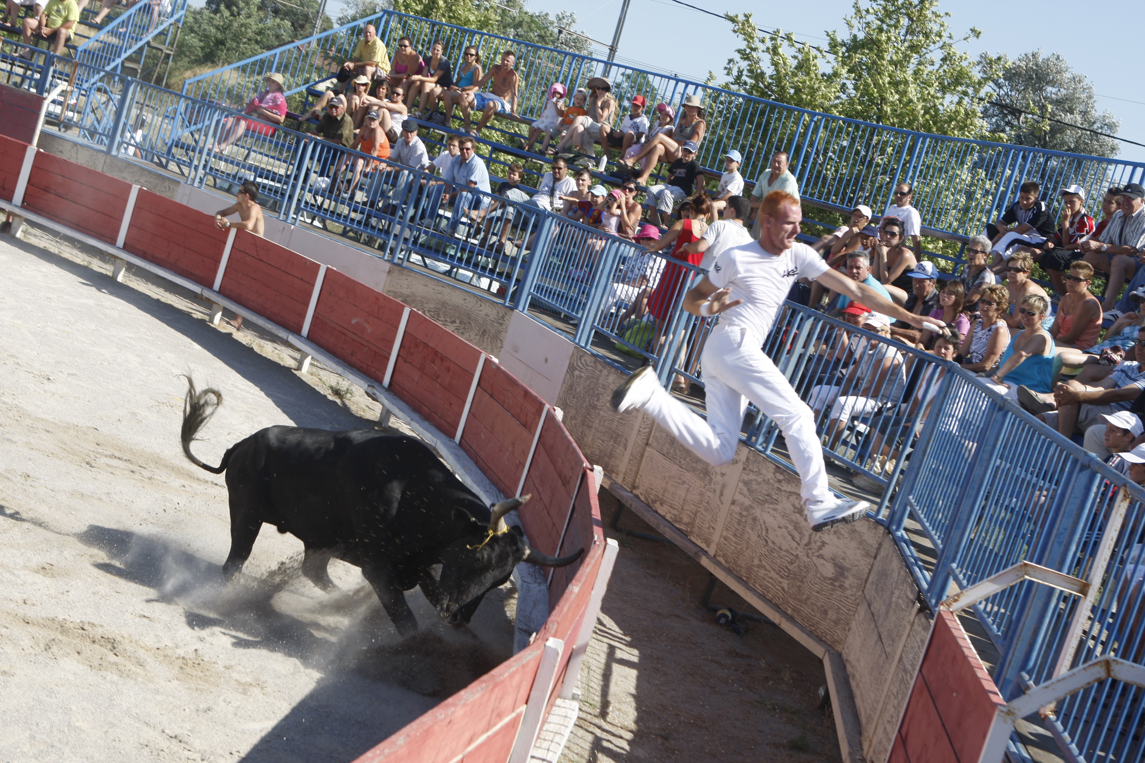 Course camarguaise - Trophe de l'Avenir