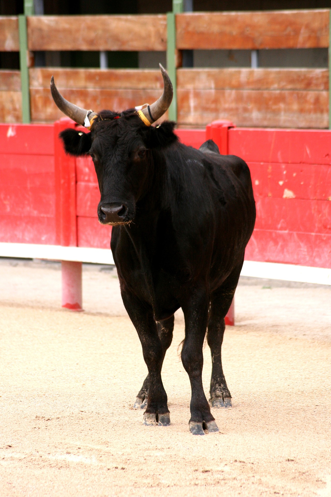 Course Camarguaise de l'Avenir