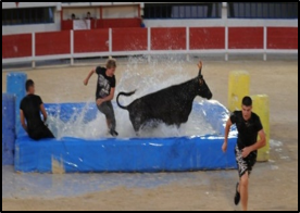 Taureau-piscine et clowns taurins