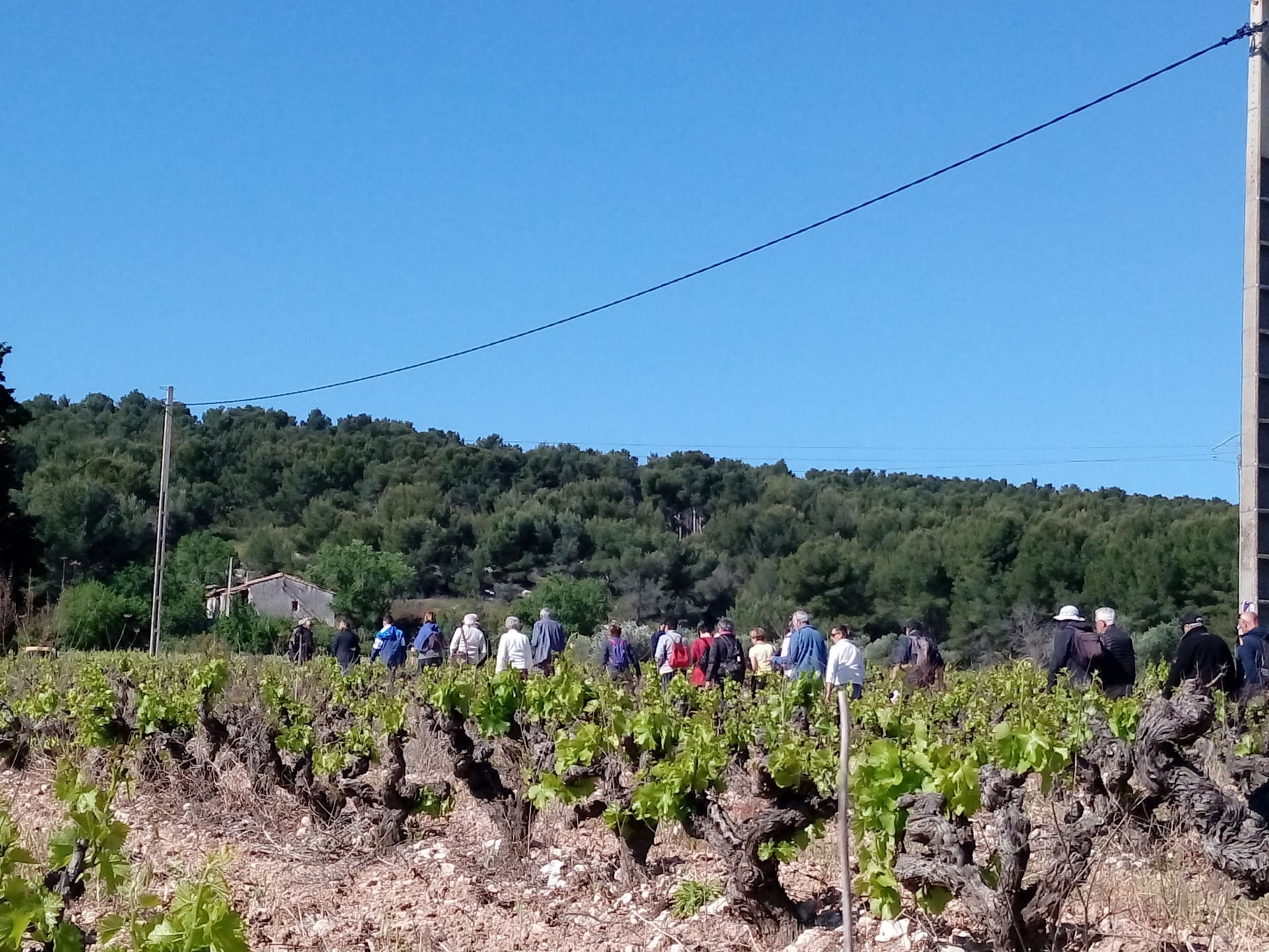 F�te de la vigne et du vin
