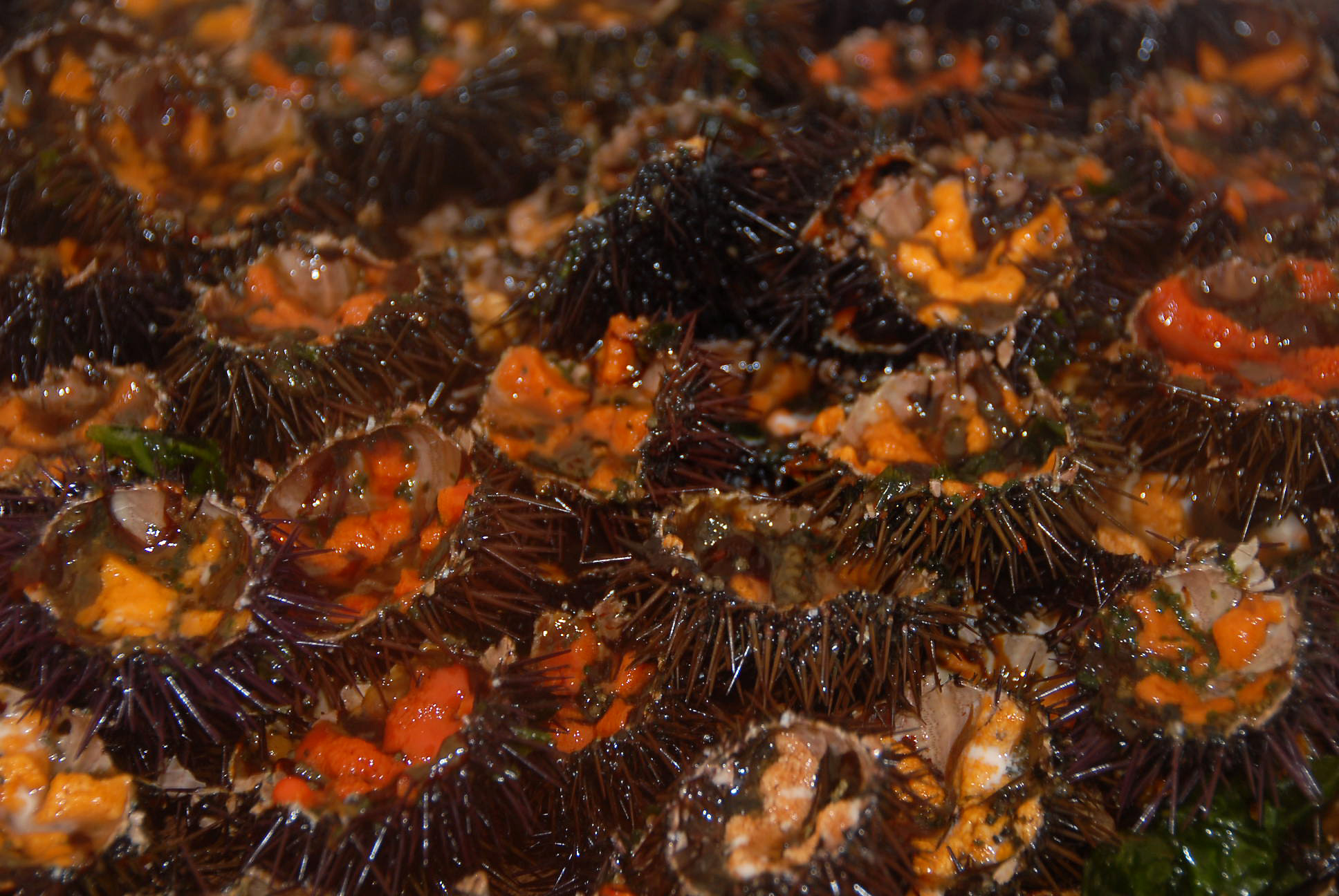 Ftes de la mer