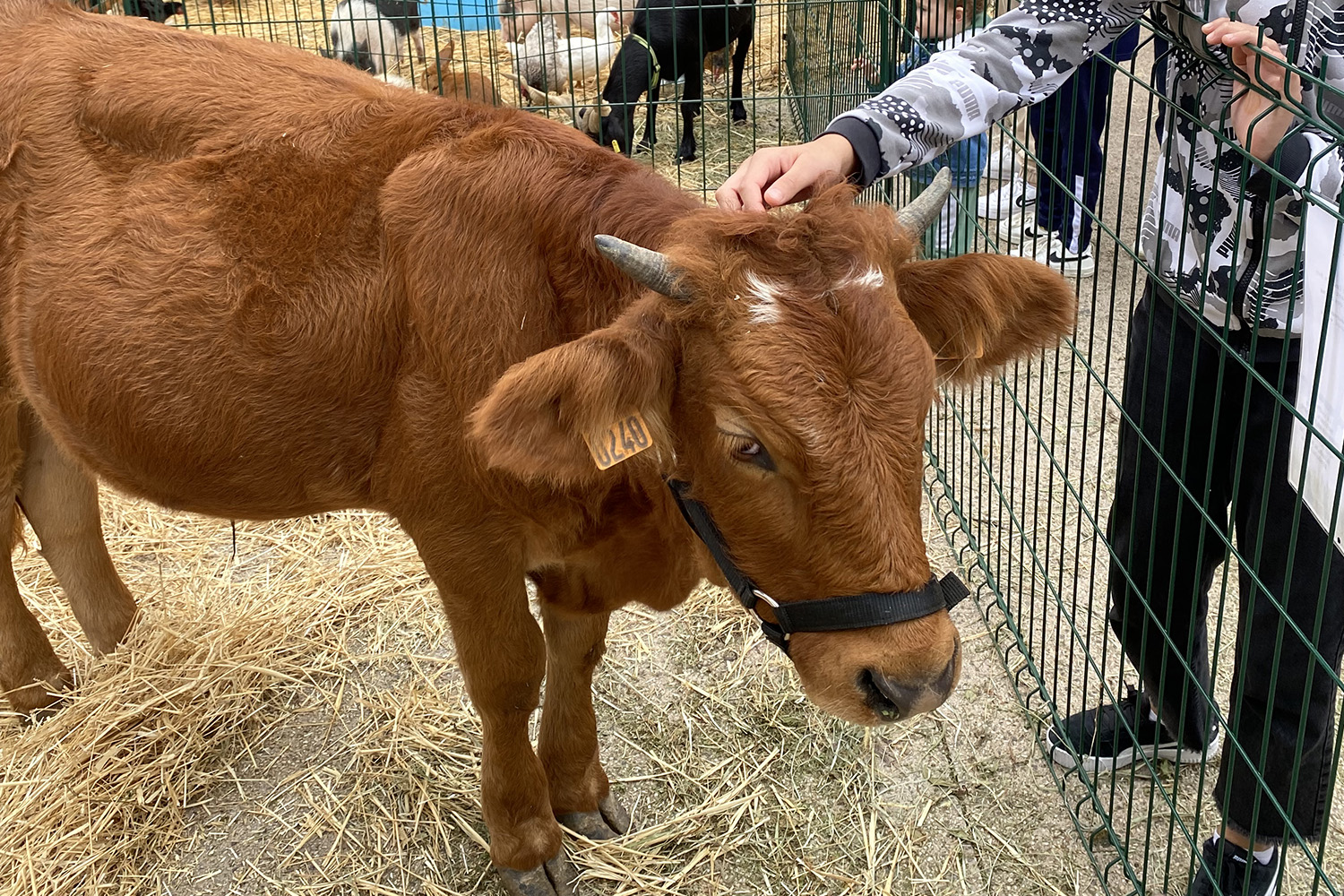 Foire agricole de la saint Michel