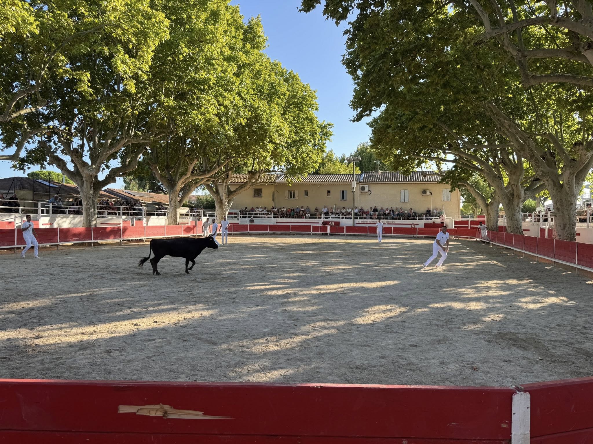 Course de vaches cocardi�res