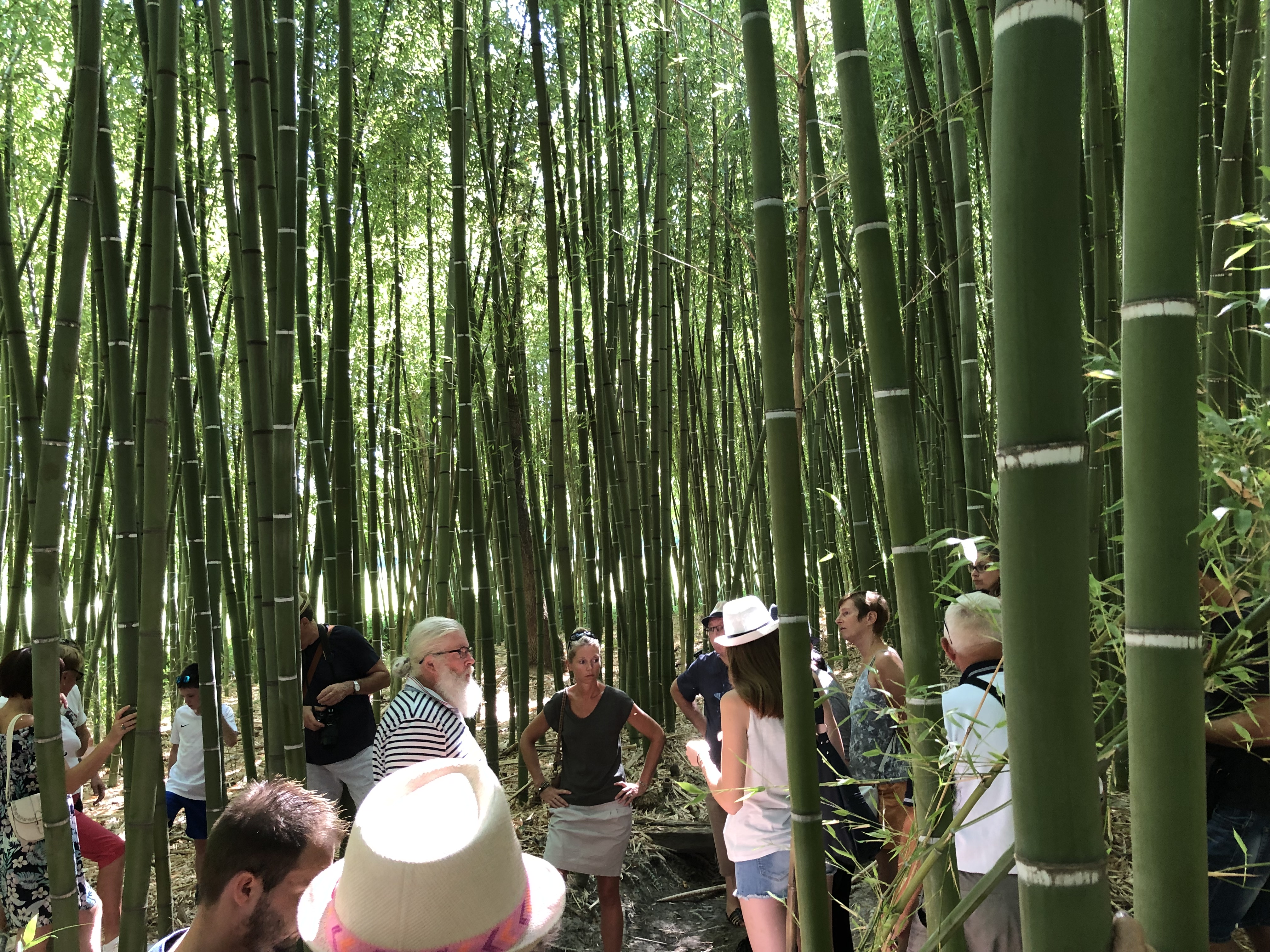 Visite de la bambouseraie de Sulauze & Dcouverte du foin de Crau