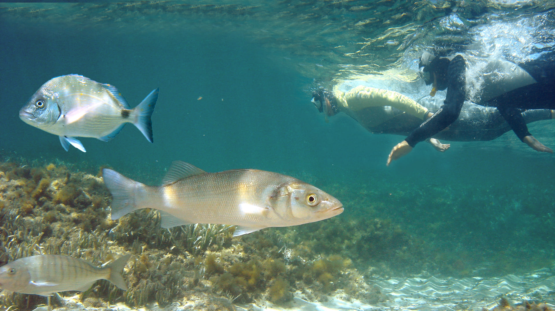 Snorkeling au coeur du Parc Marin