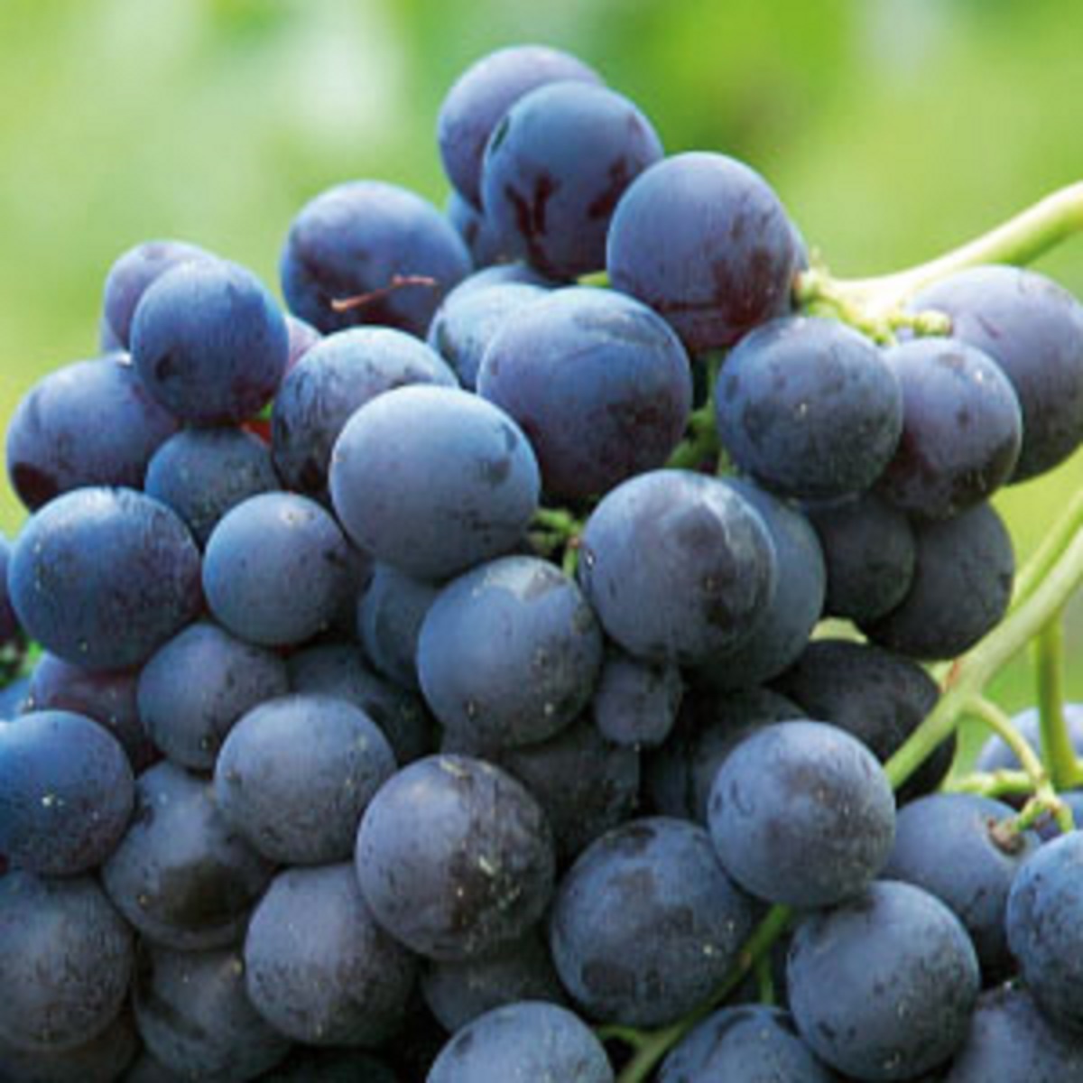 Fte du Raisin Muscat AOP