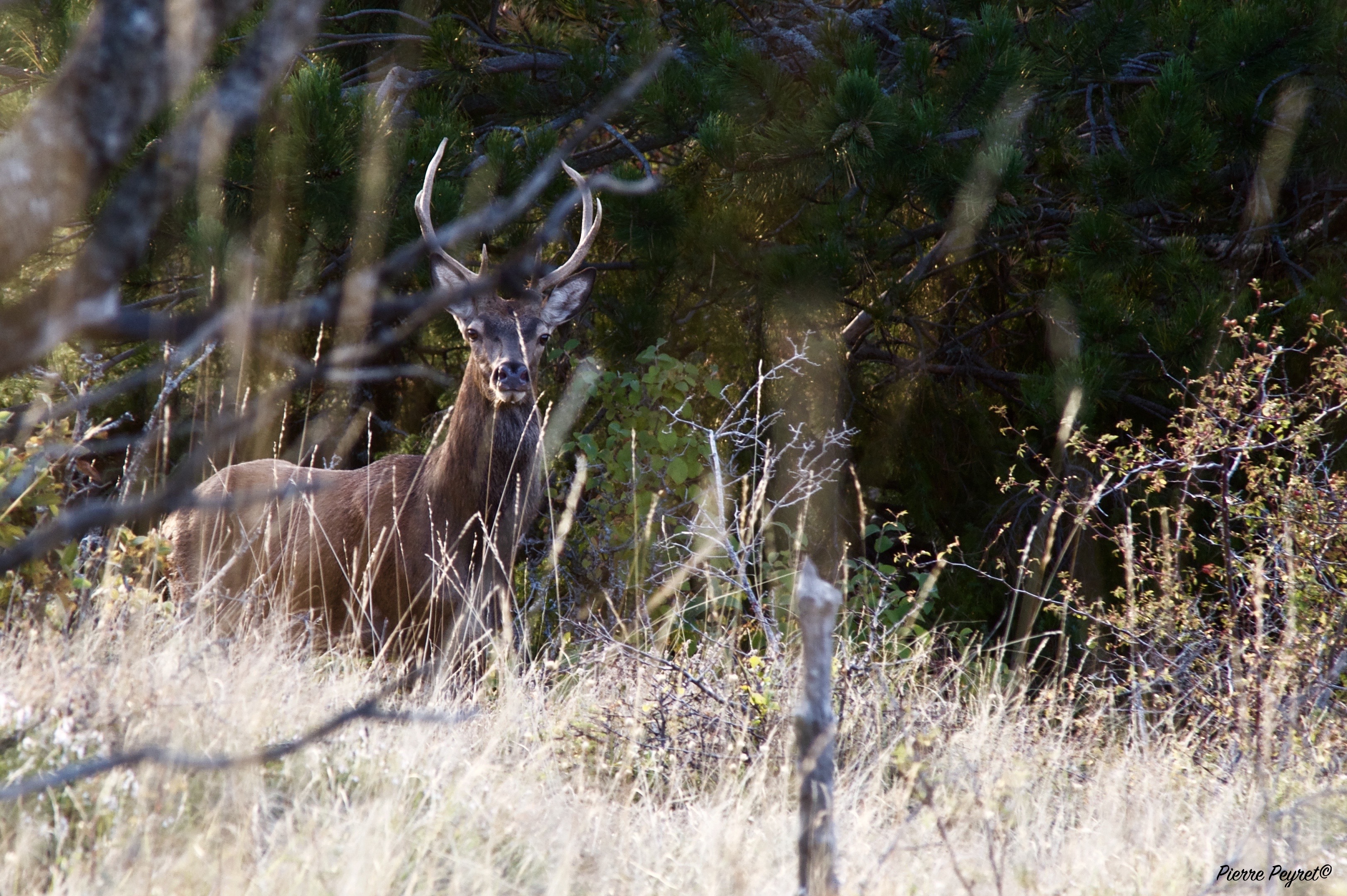 Soire Brame du Cerf avec Les Chemins de Pierre