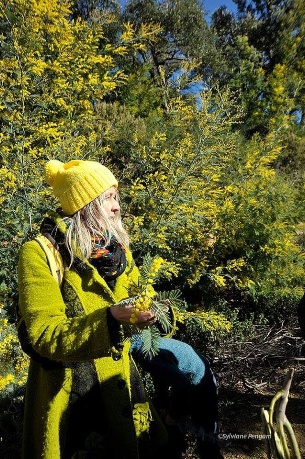 Le mimosa et ses compagnons de Tanneron.- balade guide