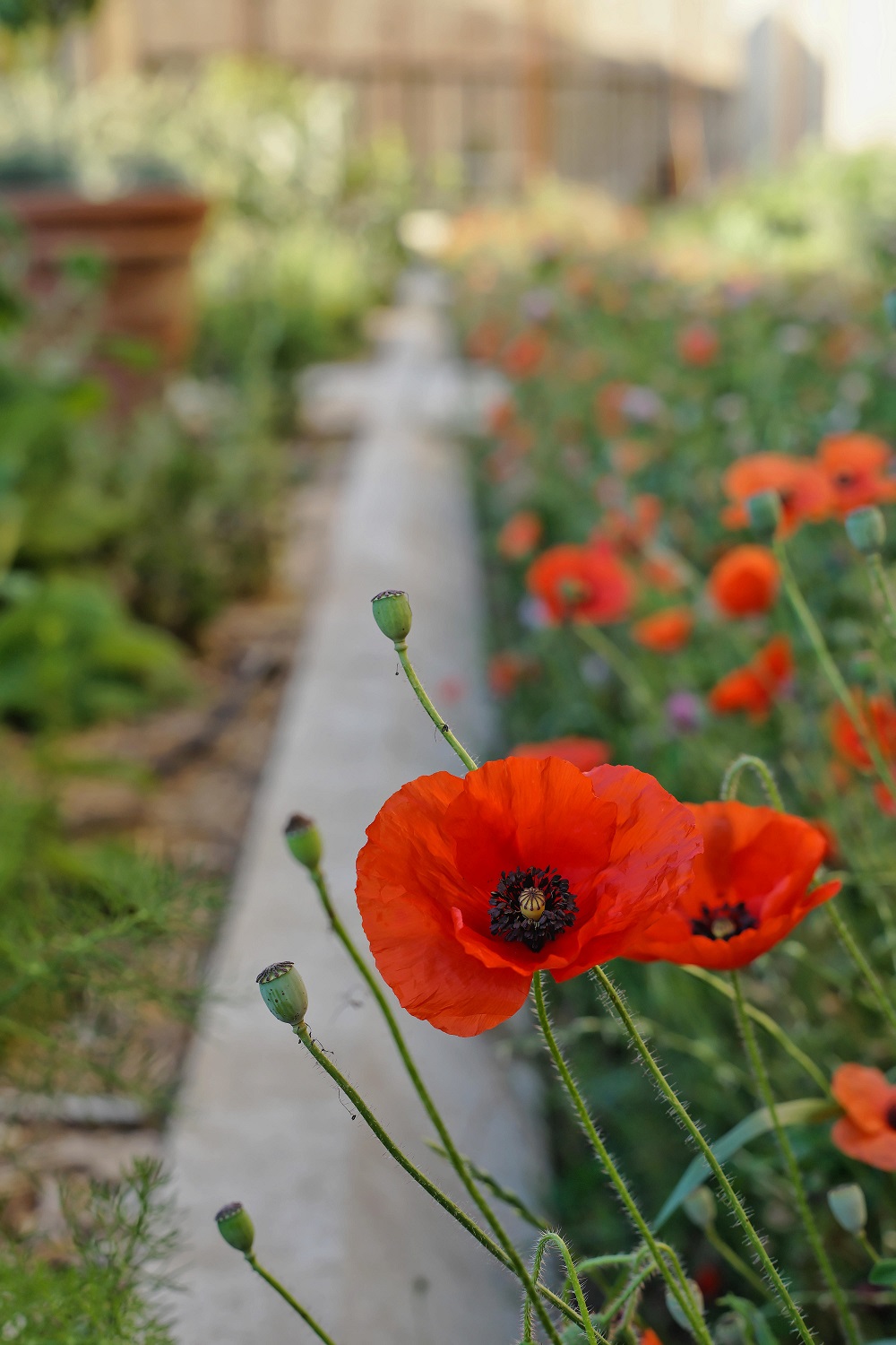 Avignon : c�t� jardins