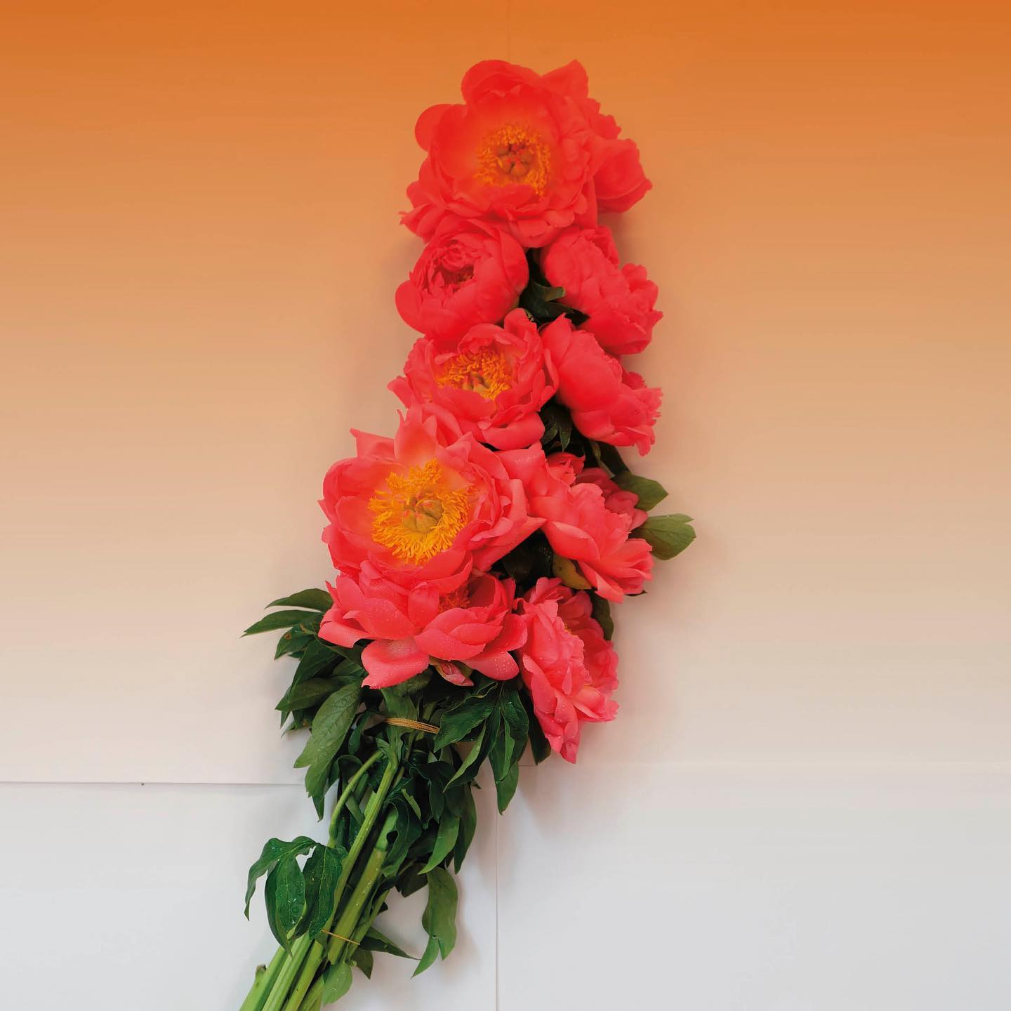 F�te de la Pivoine � la villa Noailles