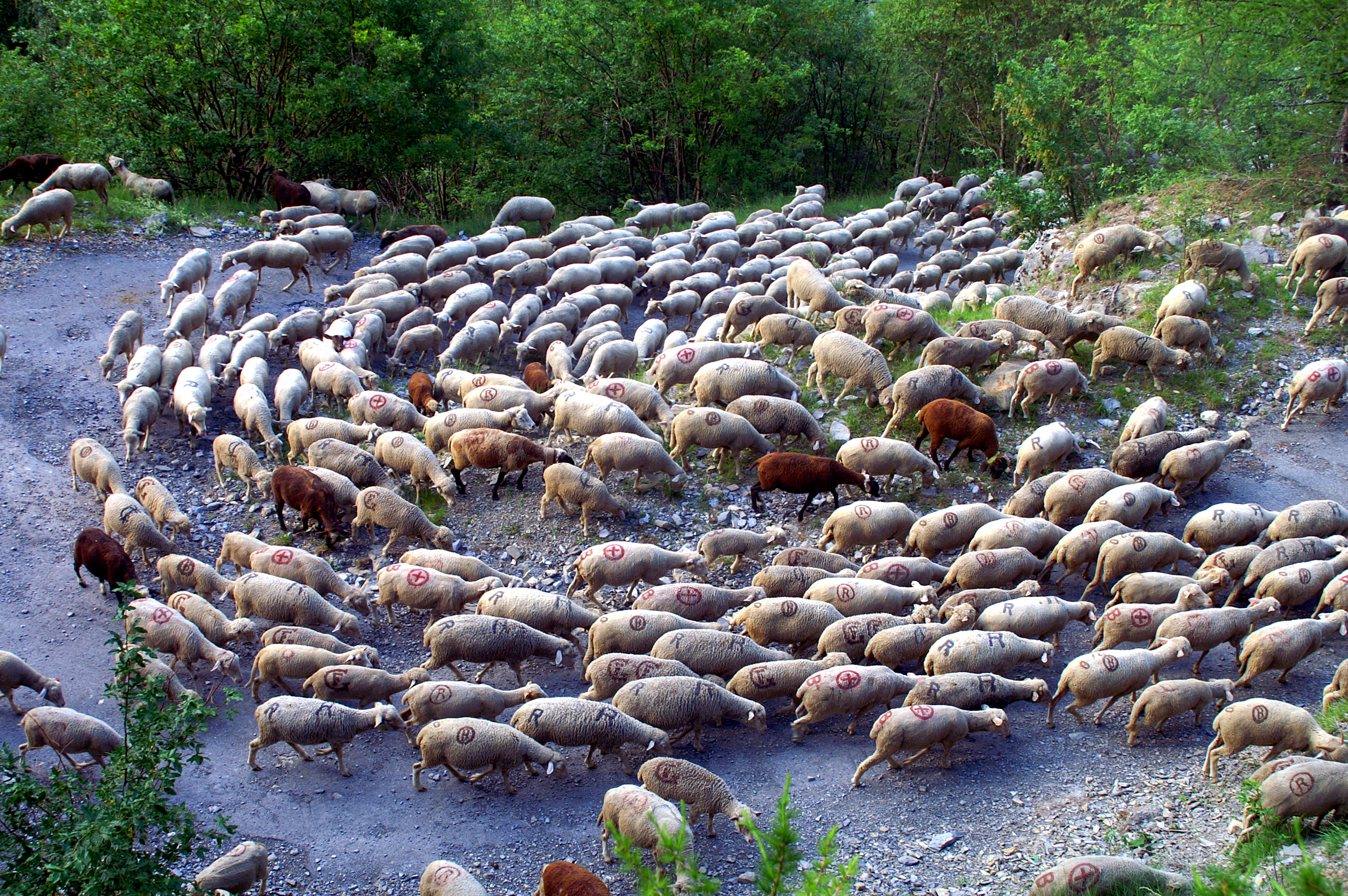 Fte de la Transhumance  l'Ubac - 5me dition