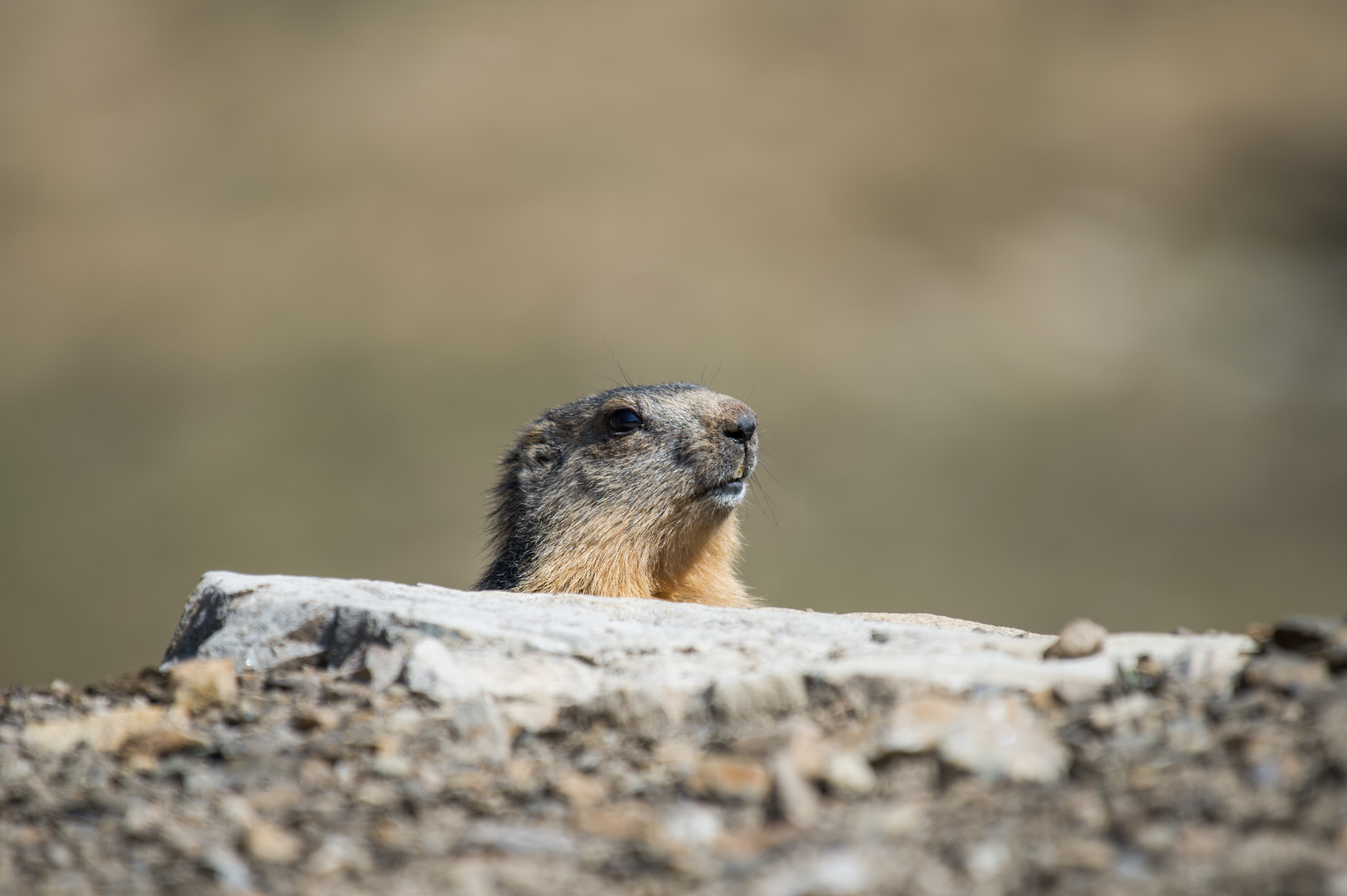Marmottes et patrimoine