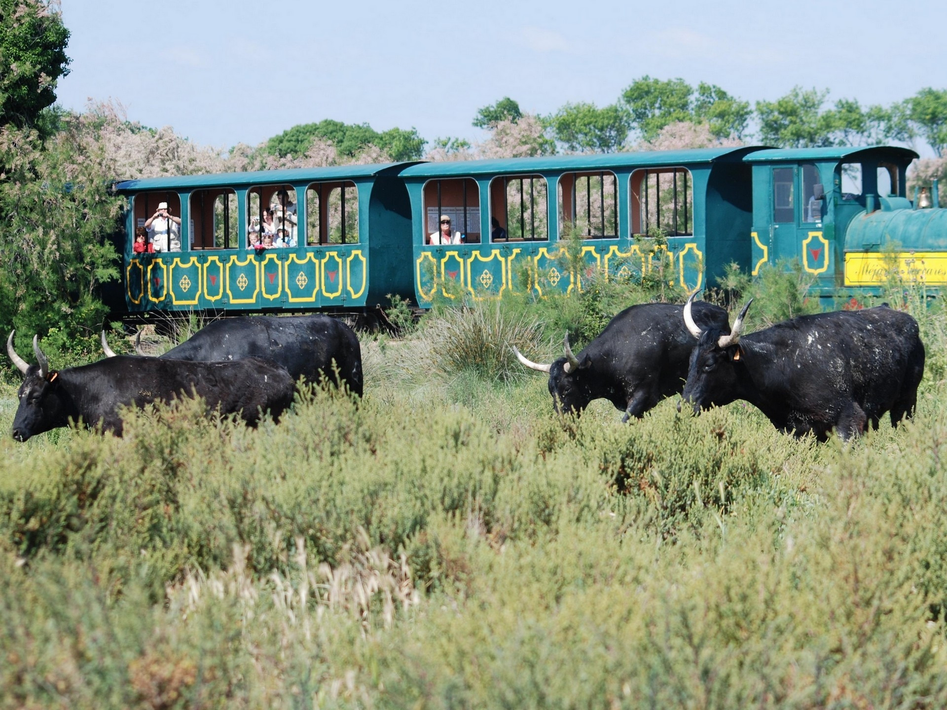 Le Petit train de Mjanes