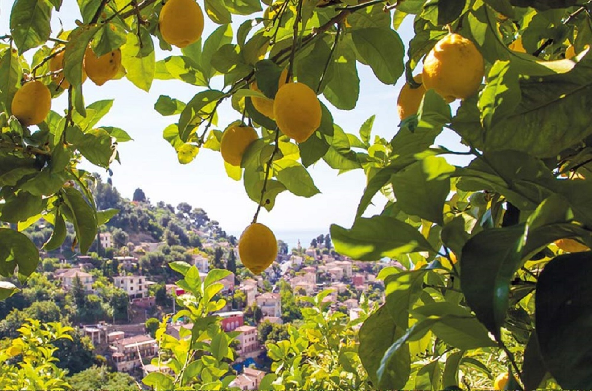 92�me F�te du Citron� - Randonn�e du Citron