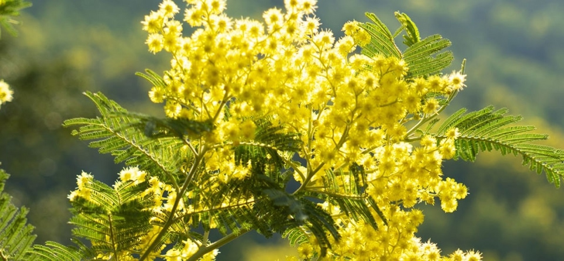 92�me F�te du Citron� - Randonn�e du Mimosa