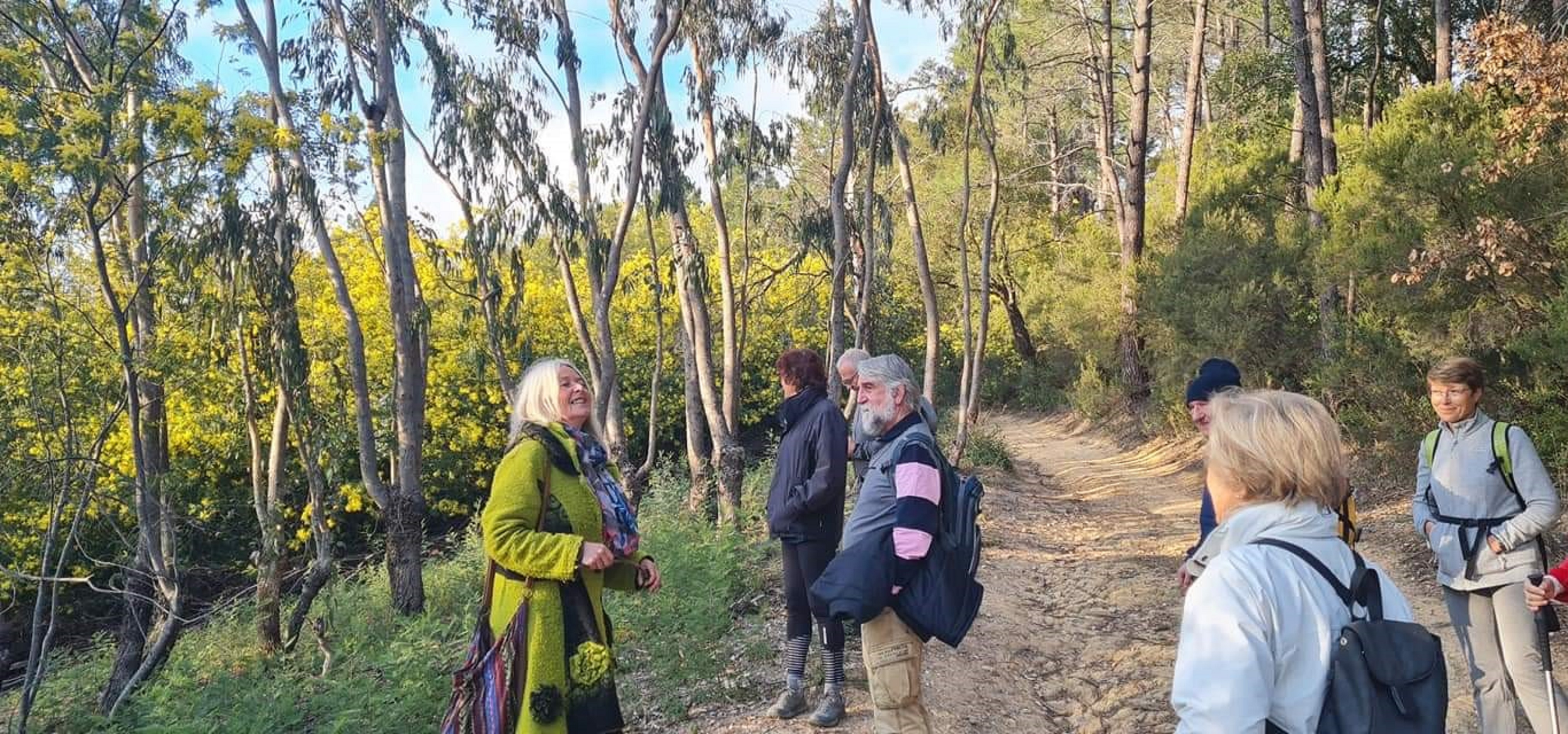 Balades comment�es: Le mimosa et ses compagnons de Tanneron