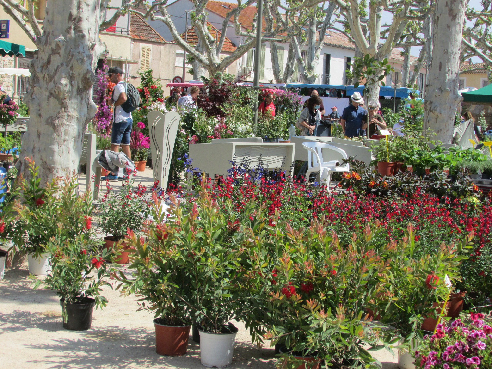 Foire aux plants