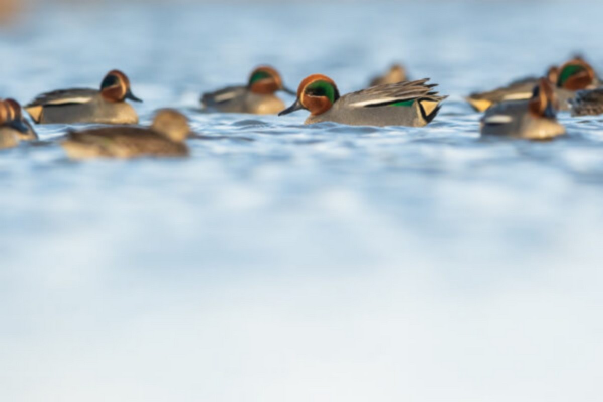 D�couverte de la R�serve avec un guide naturaliste aux Marais du Vigueirat