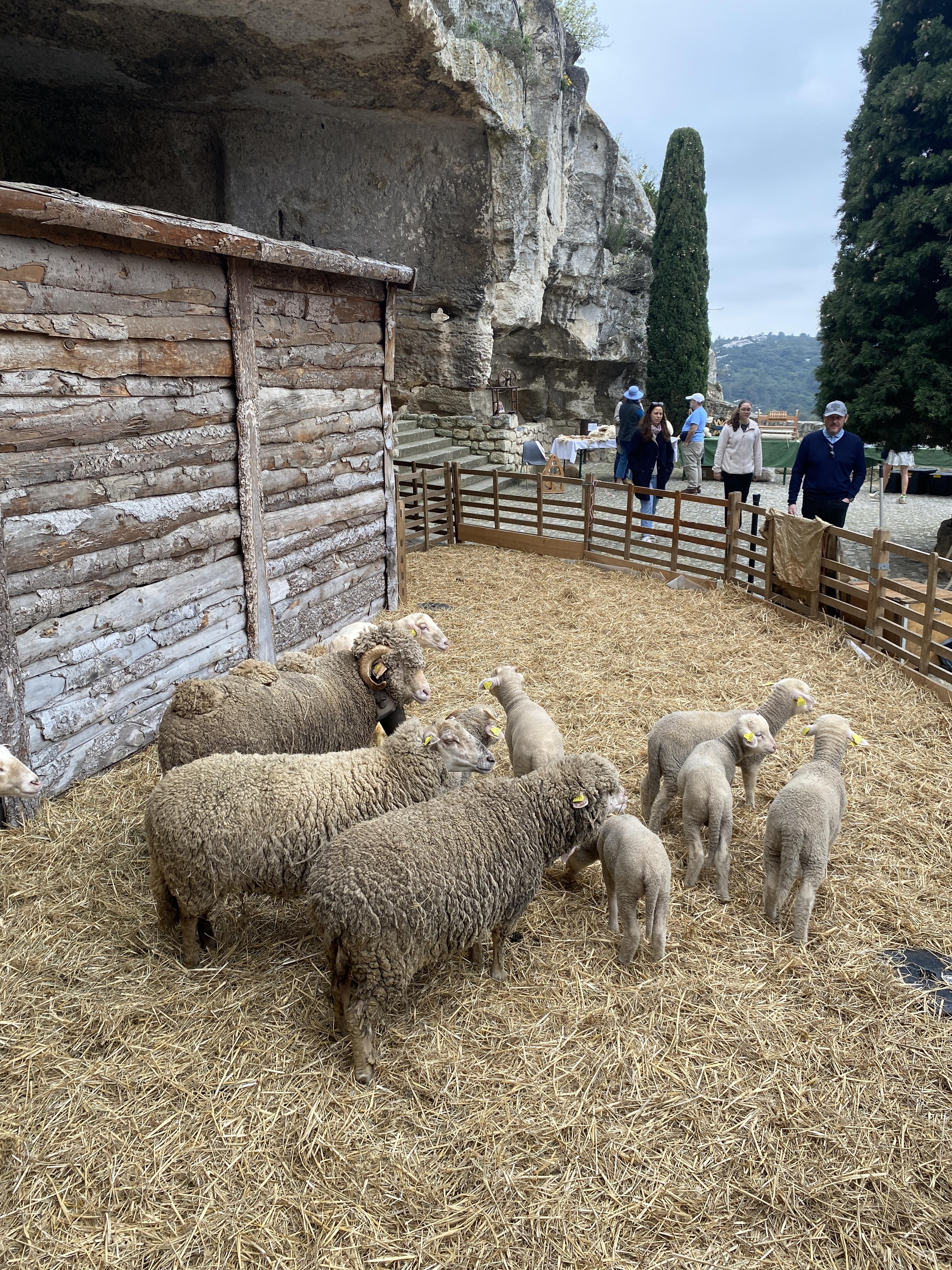 Pastoralisme d�aujourd�hui, du mouton � la laine