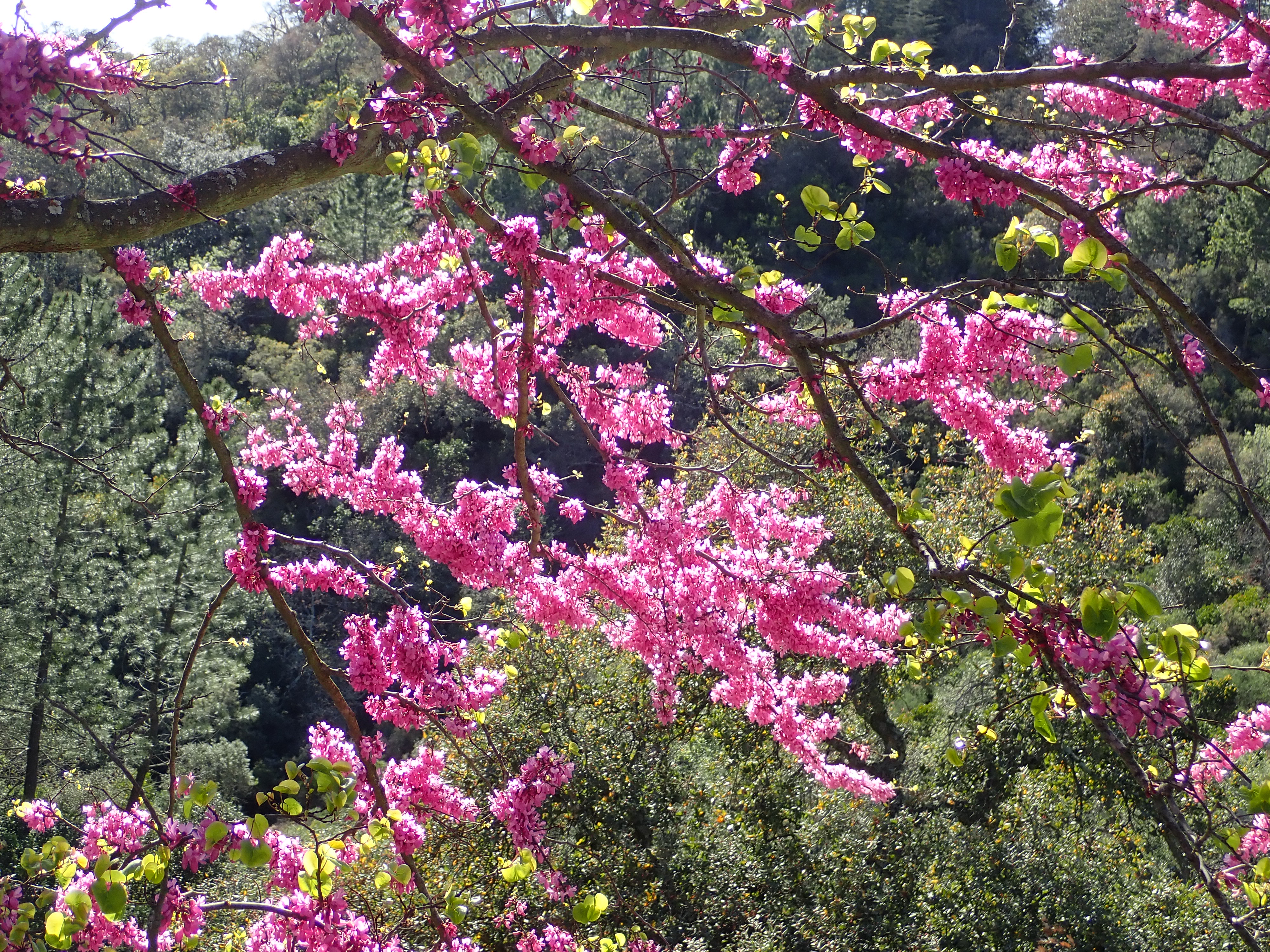 Des arbres, des plantes et un village