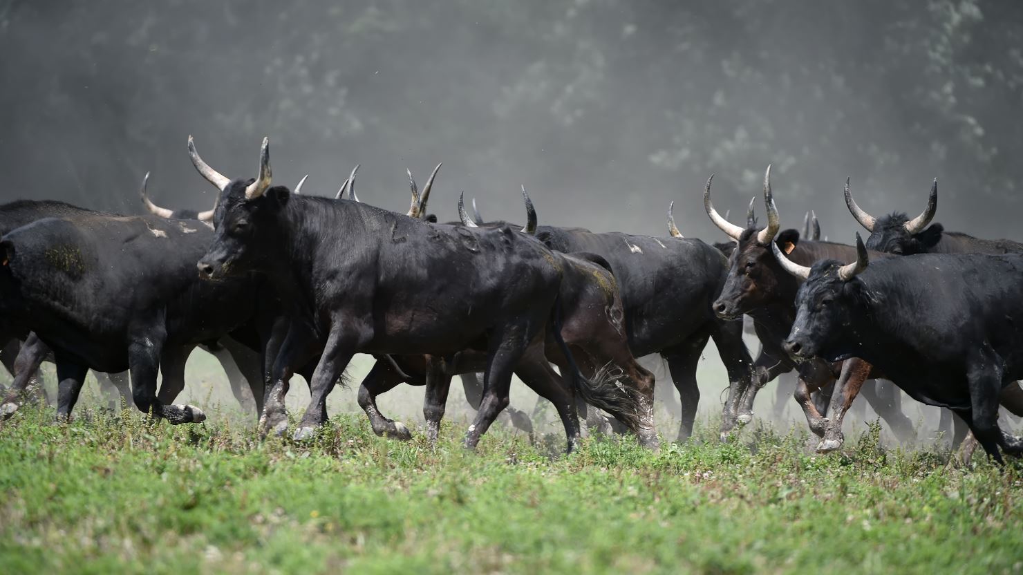 Soire Camarguaise  la manade Blanc