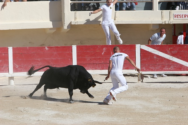 Journe club taurin Lou Santen - course camarguaise taureaux jeunes