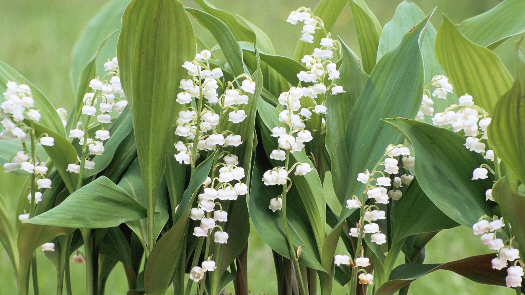 Vente de muguet