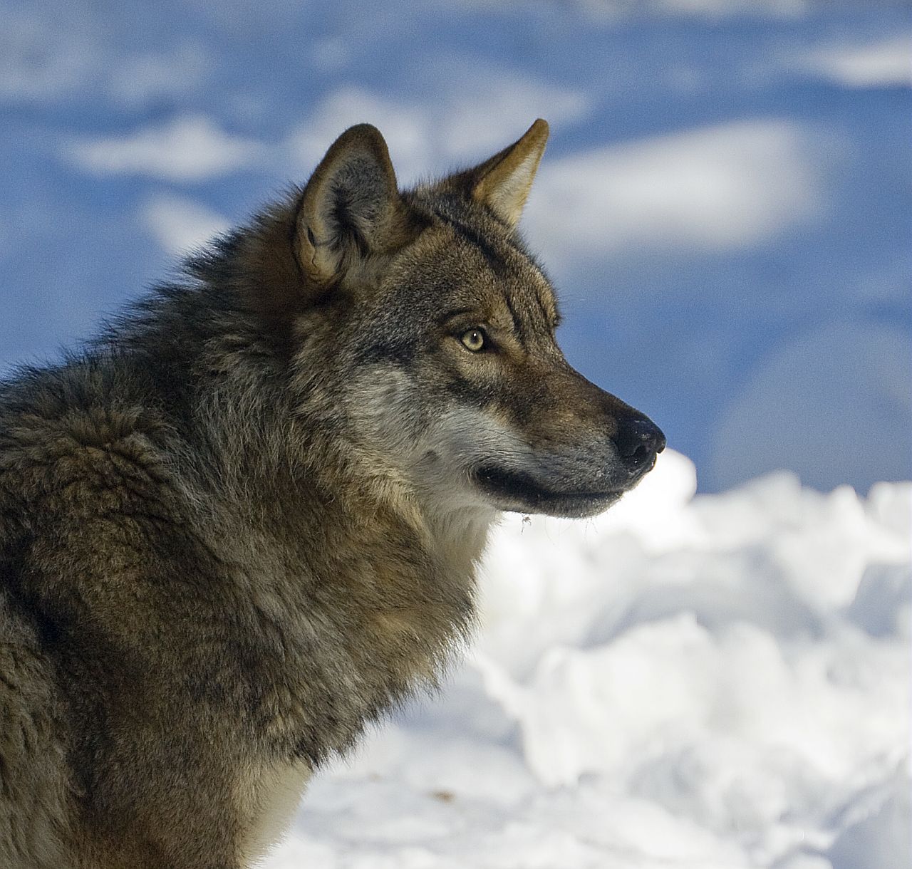  la dcouverte du loup
